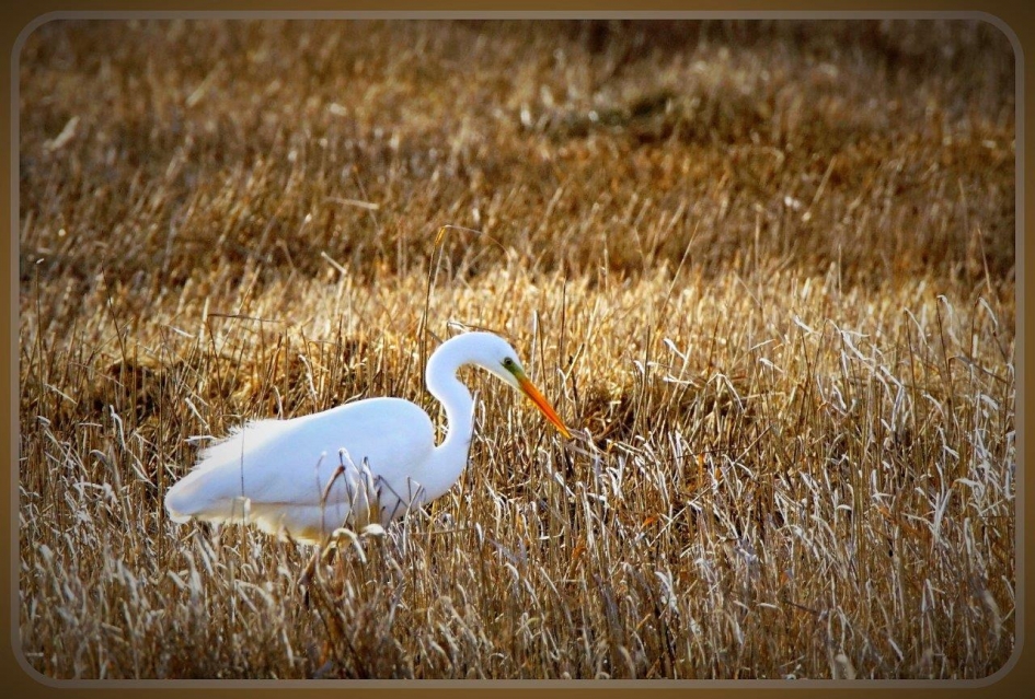 In het riet - Vogels - Grote zilverreiger