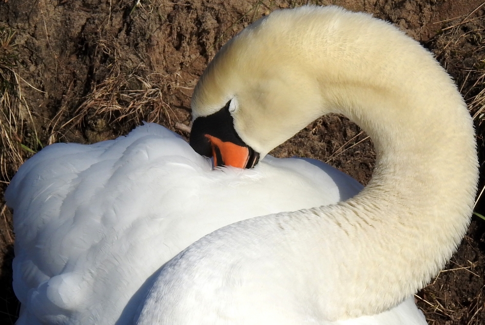 In ruste - Vogels - Knobbelzwaan