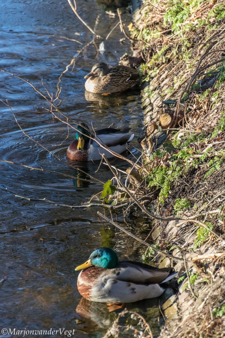 In 't zonnetje - Vogels - Eenden