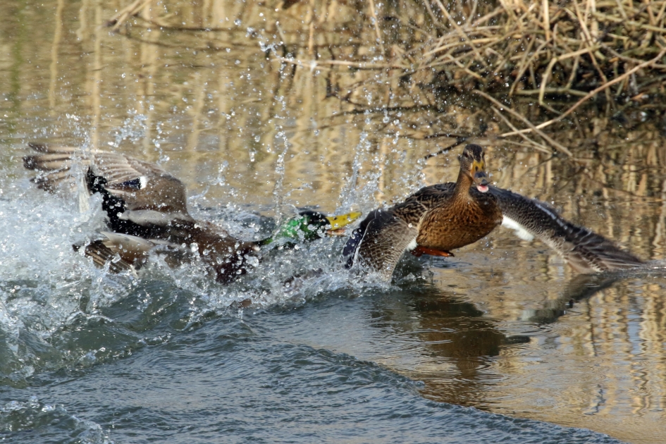 Indruk maken... - Vogels - 