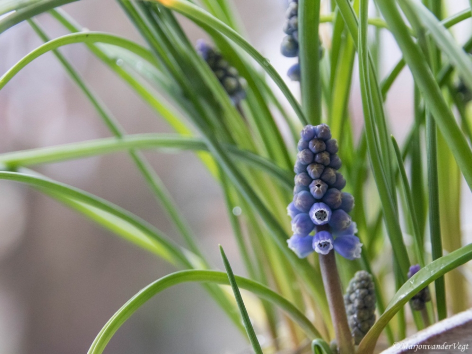 Inkijkje - Planten - Blauwe druif