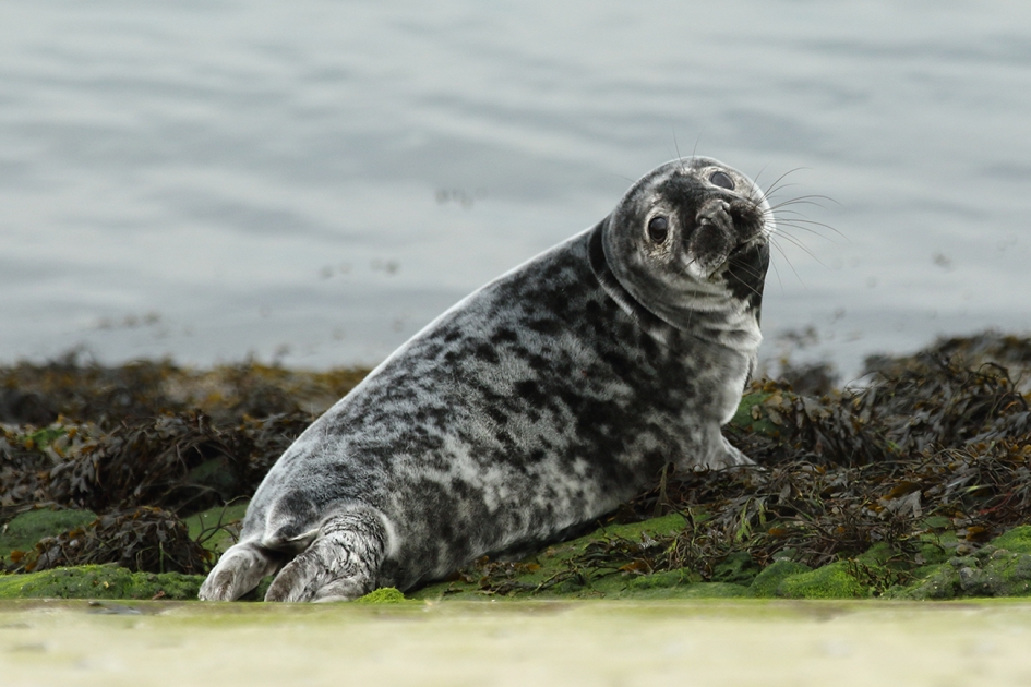 jonge zeehond - Zoogdieren - 