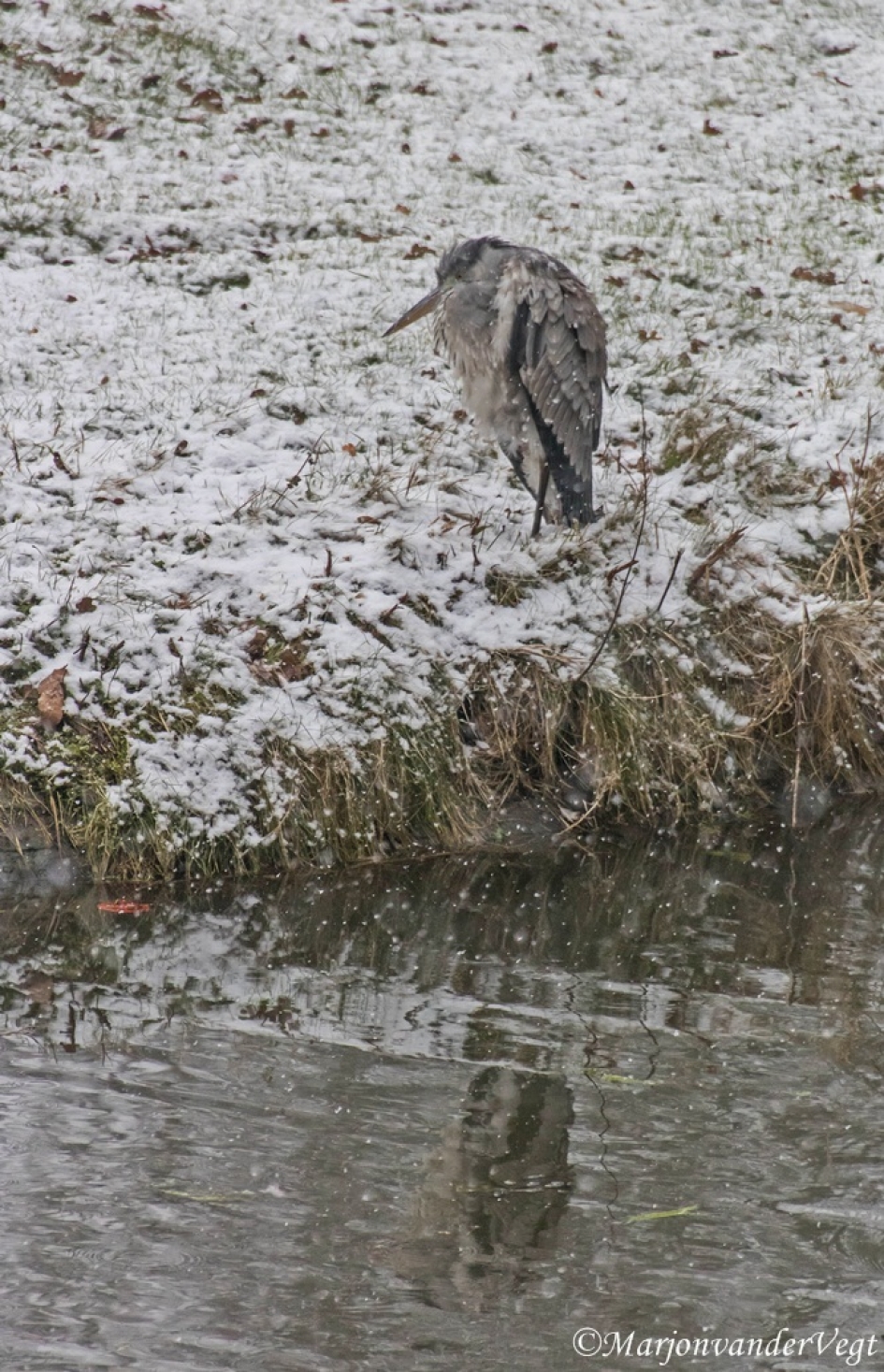 Kaud he? - Vogels - Reiger