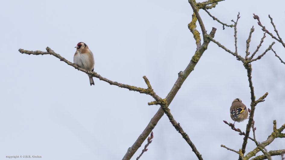 Keerzijde - Vogels - Putter