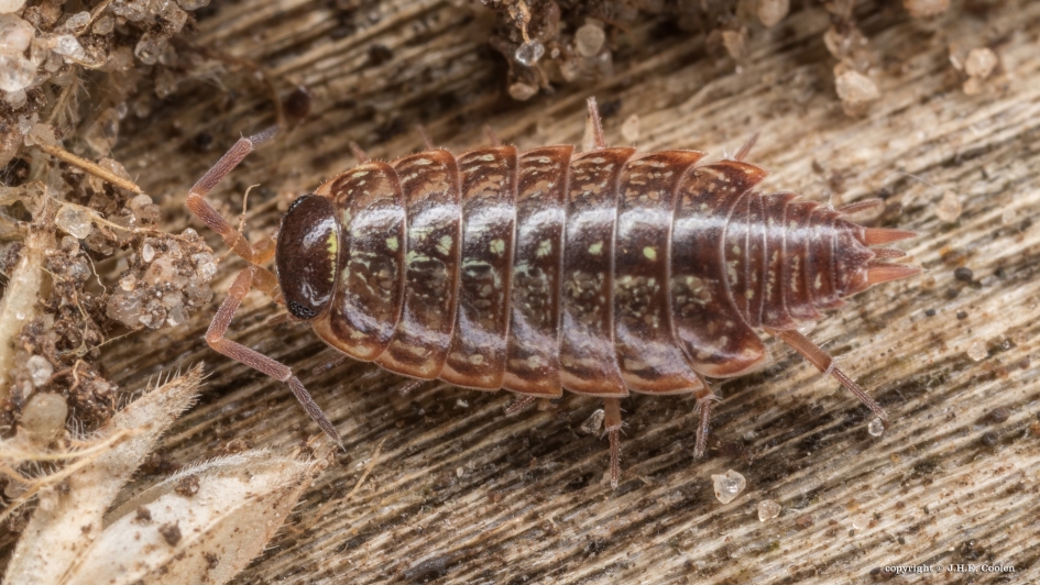 Kelderpissenbed - Geleedpotigen - Kelderpissenbed
