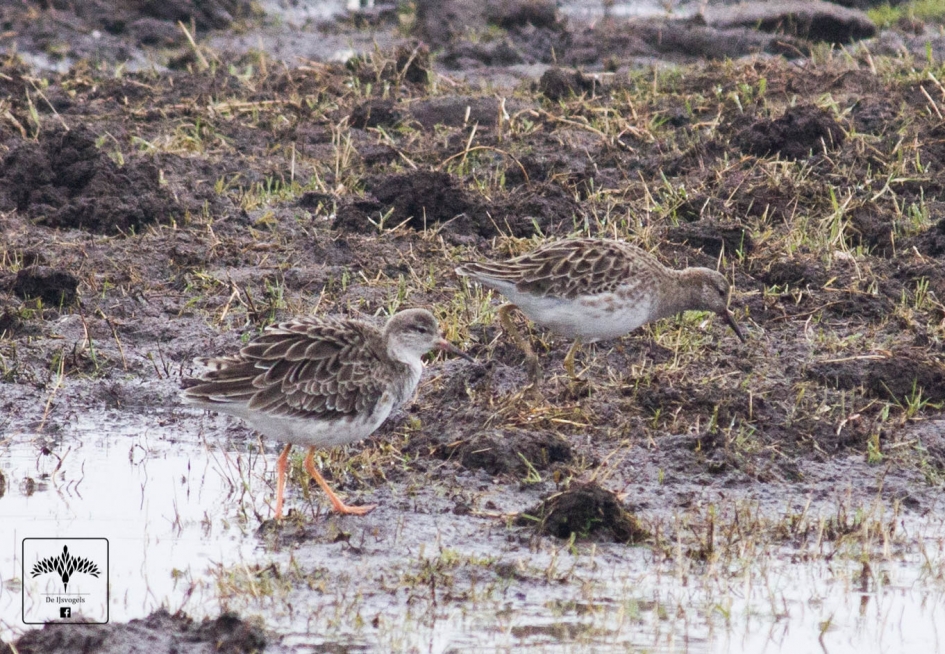 Kemphanen - Vogels - 