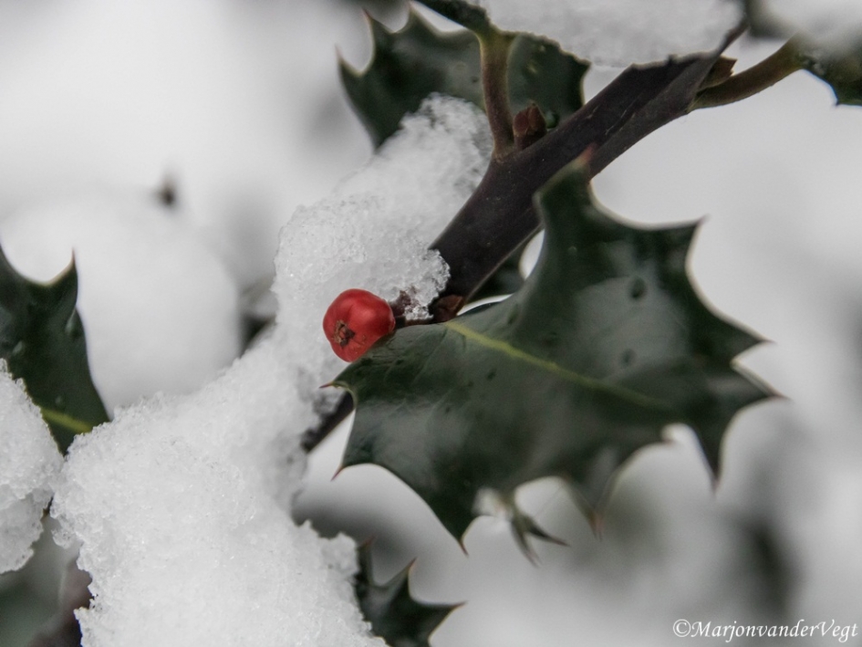 Kerstgevoel - Planten - hulst