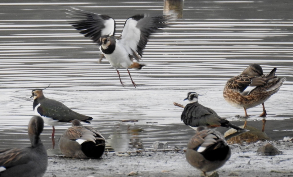 Kievit vliegt op - Vogels - Kievit