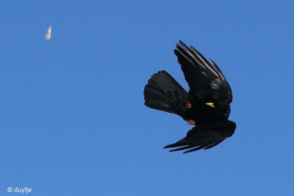 Kijk nou, een stukje voering? - Vogels - 