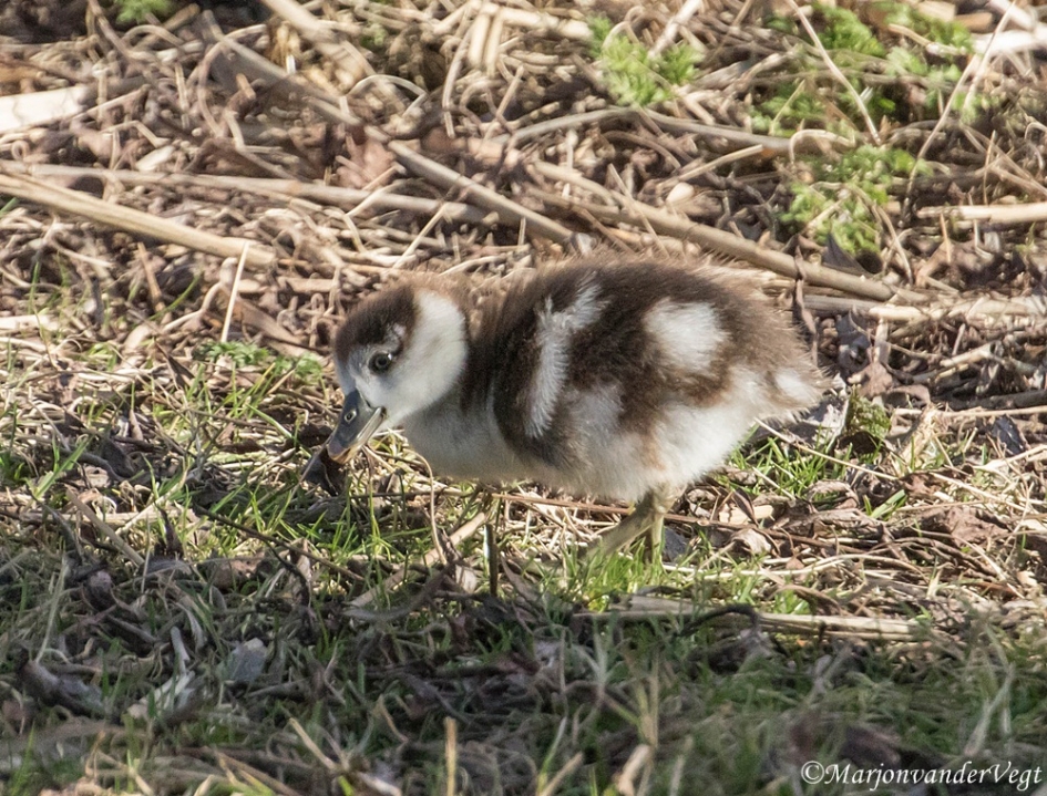 Klein dotje - Vogels - Nijlgans