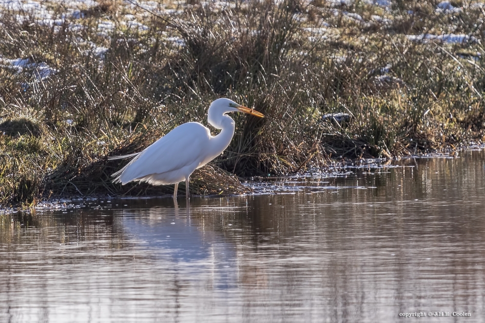 Kleine vangst - Vogels - Zilverreiger