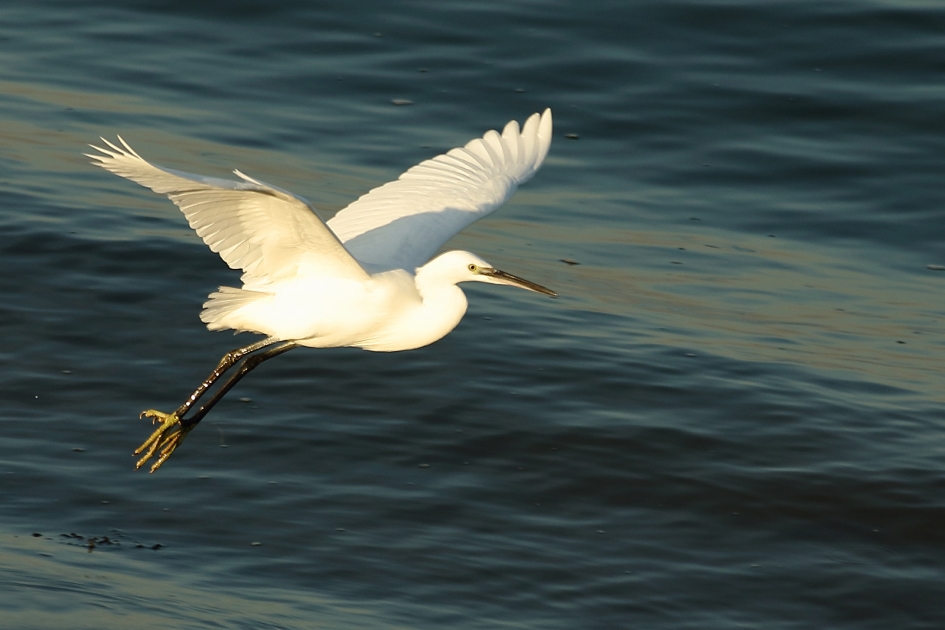 kleine zilverreiger - Vogels - 