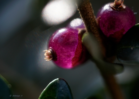 Kleur op een grijze dag