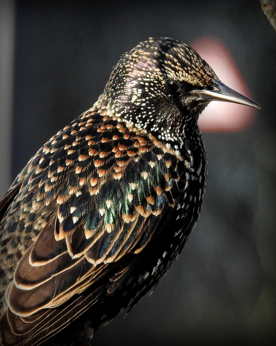Kleurige jongen - Vogels - Spreeuw