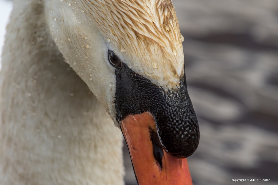 Knobbel - Vogels - Knobbelzwaan