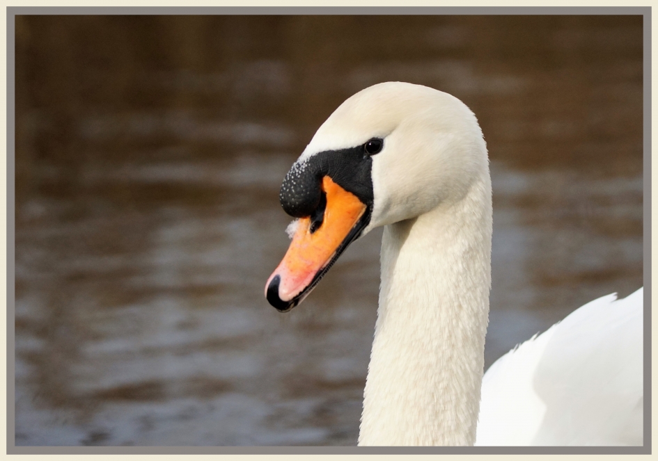 Knobbeltje - Vogels - Knobbel zwaan