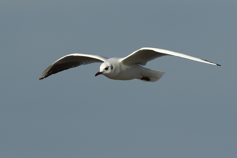 kokmeeuw -winterkleed 1- - Vogels - 