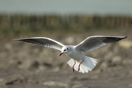 kokmeeuw -winterkleed 2-