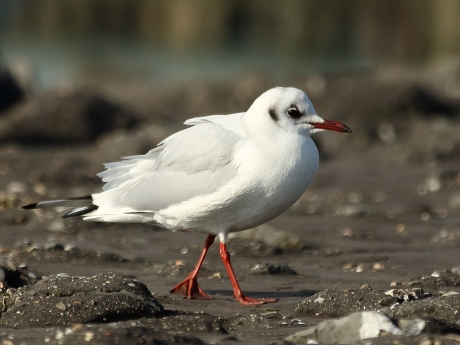 kokmeeuw -winterkleed 3-