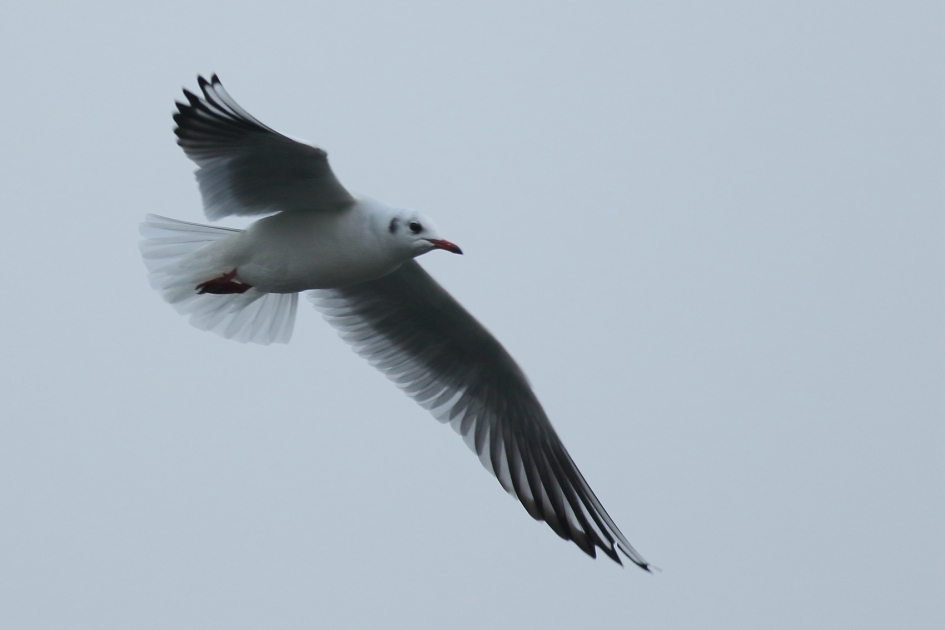 kokmeeuw -winterkleed- - Vogels - 