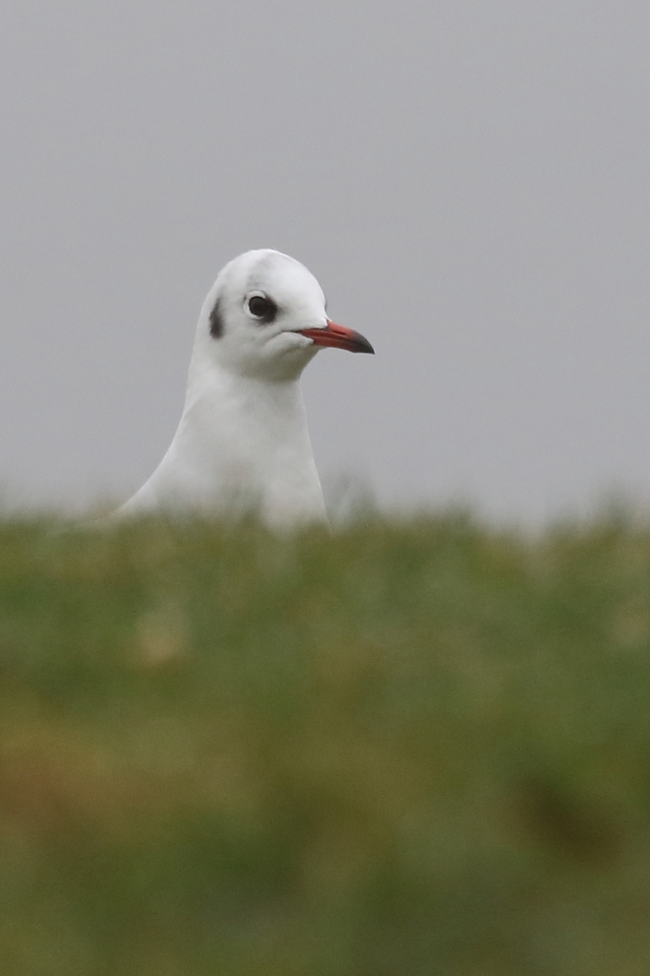 kokmeeuw -winterkleed- - Vogels - 