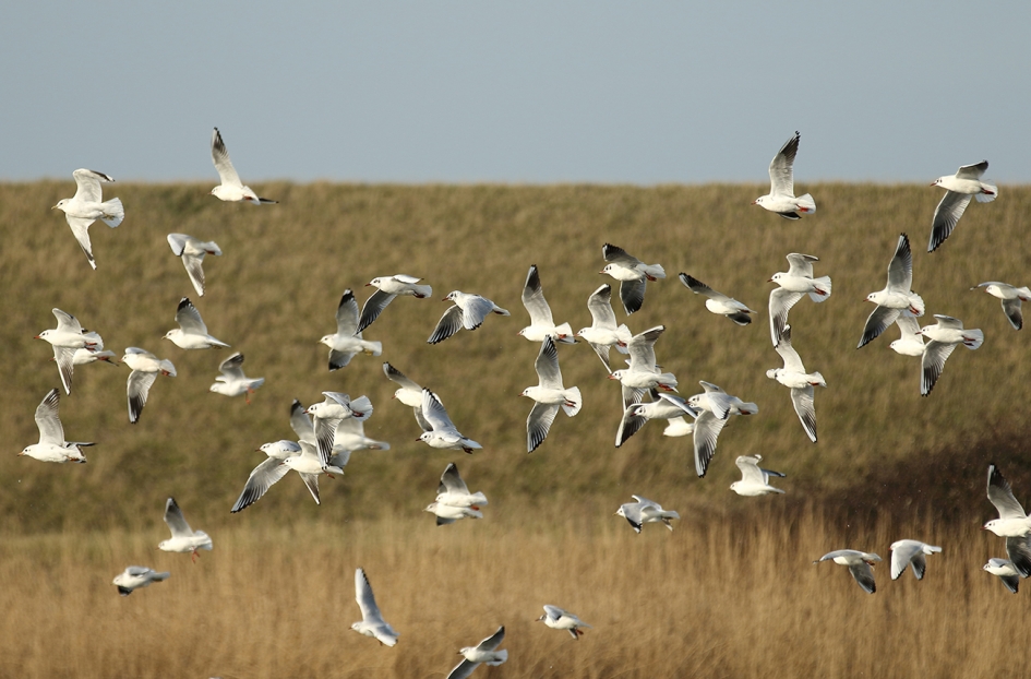kokmeeuwen in winterkleed - Vogels - 