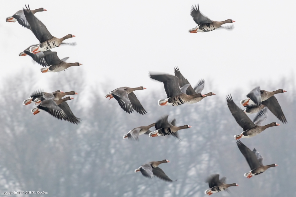 Kolganzen - Vogels - Kolgans