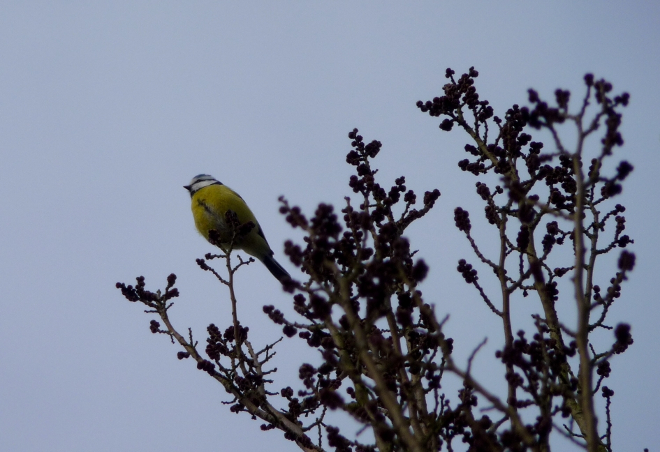 Pimpelmeesje - Vogels - 