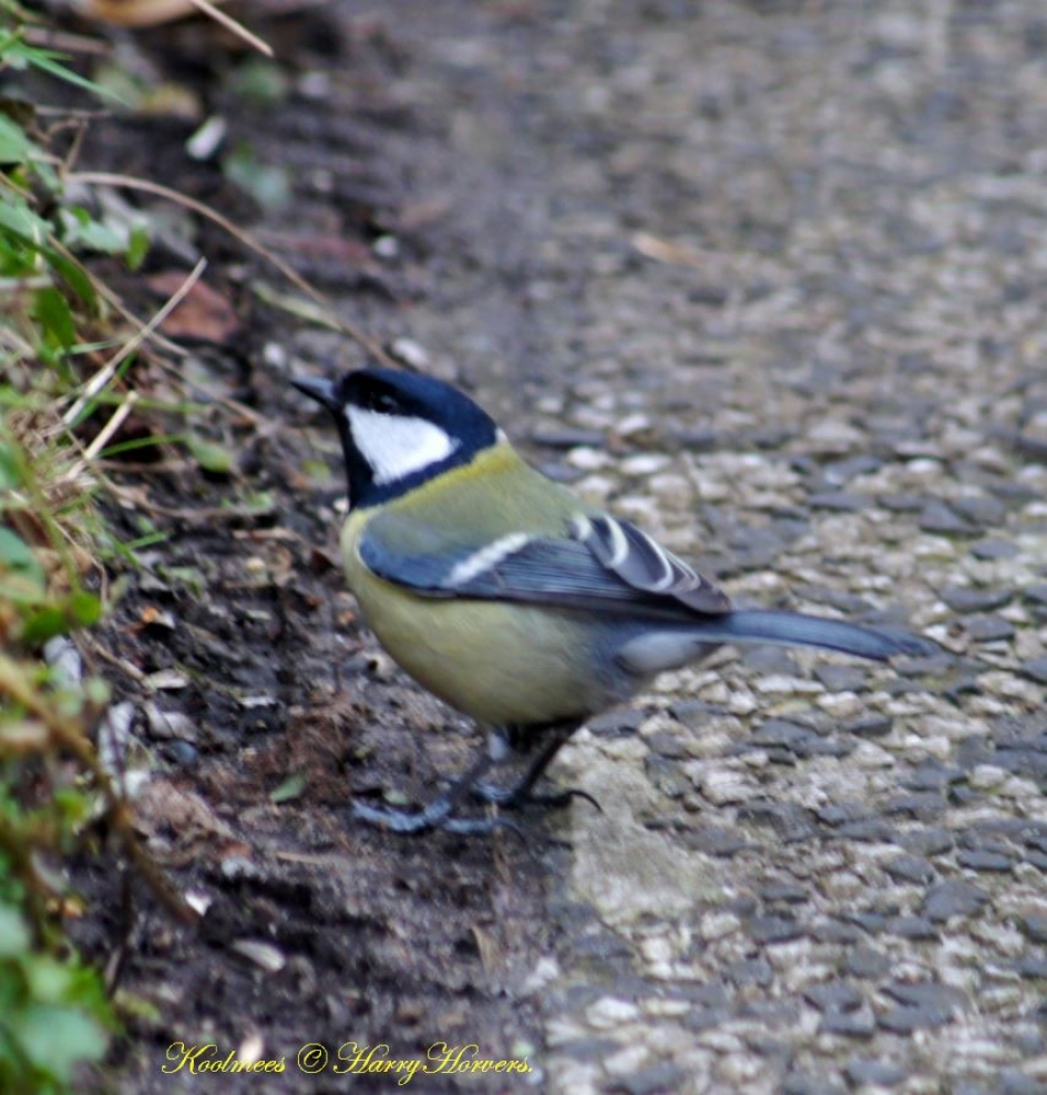 Koolmees - Vogels - Koolmees