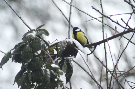 Koolmees in de Sneeuw