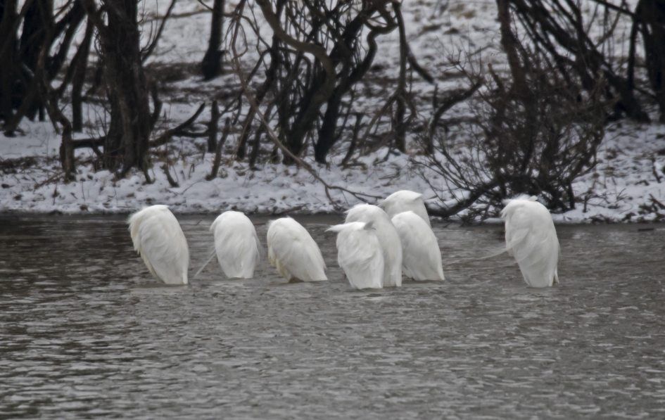 Koud he - Vogels - Grote Zilverreiger