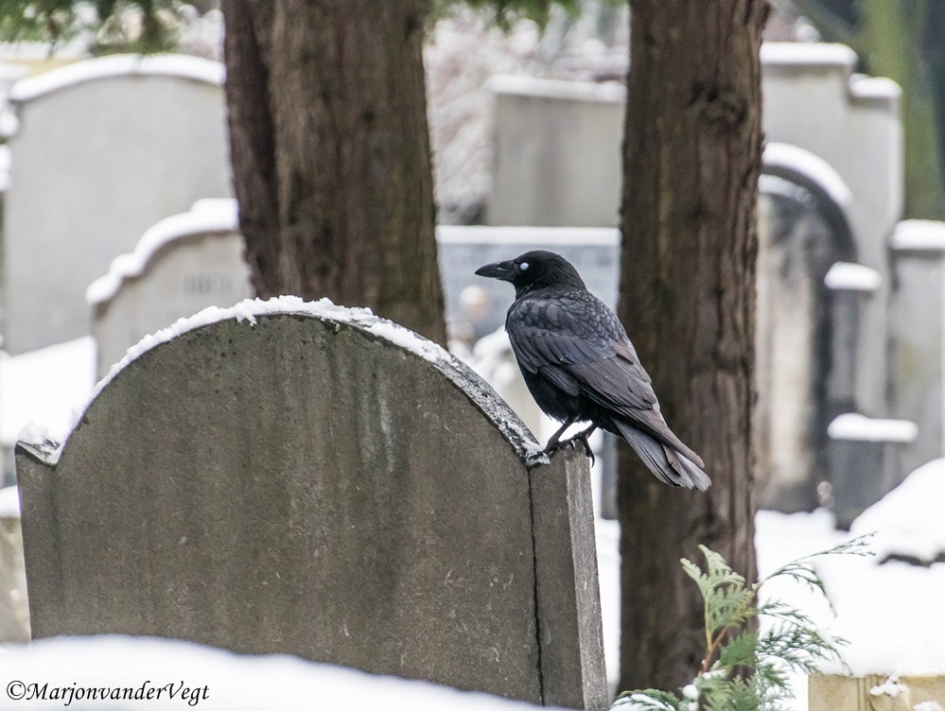 Kraai - Vogels - kraai