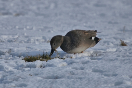 Krakeend in de sneeuw