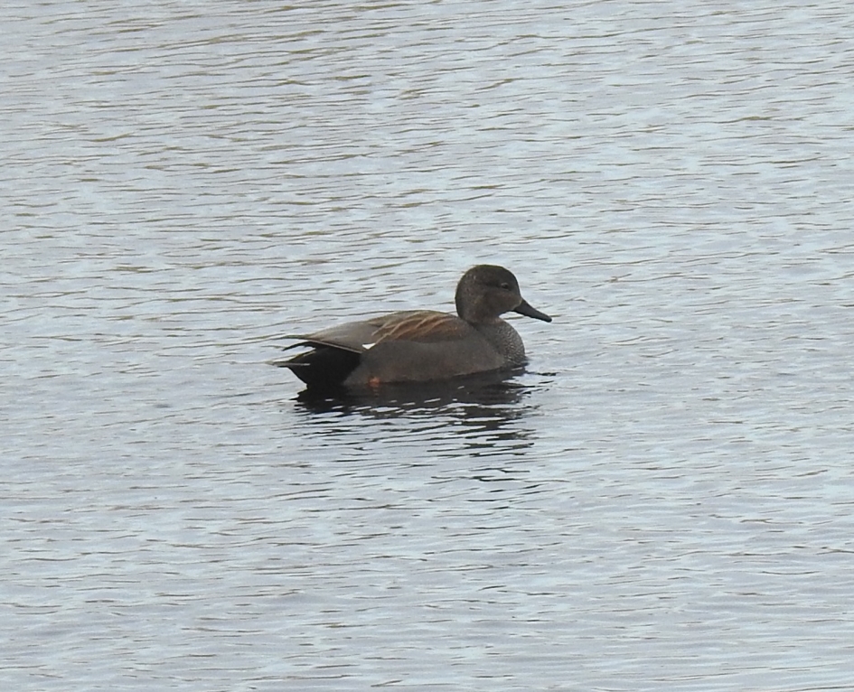 Krakeend man - Vogels - Krakeend