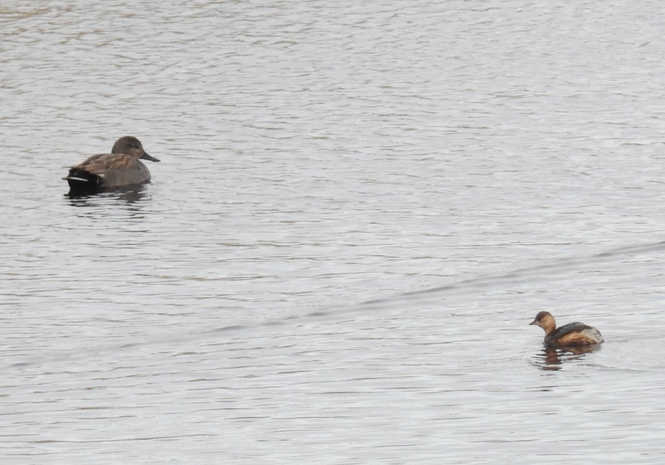 Krakeend met een dodaars - Vogels - Krakeend en dodaars