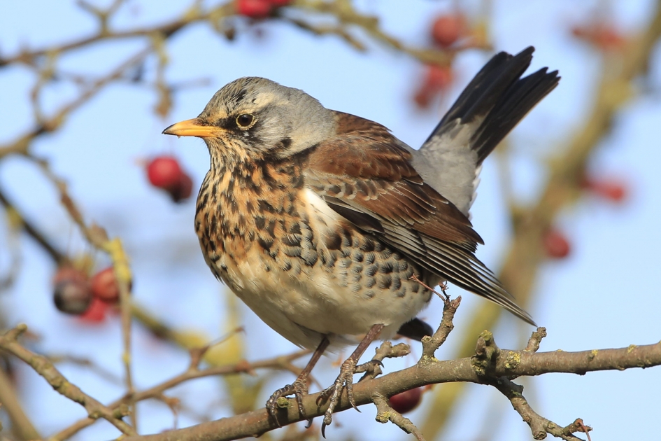 Kramsvogel - Vogels - Kramsvogel
