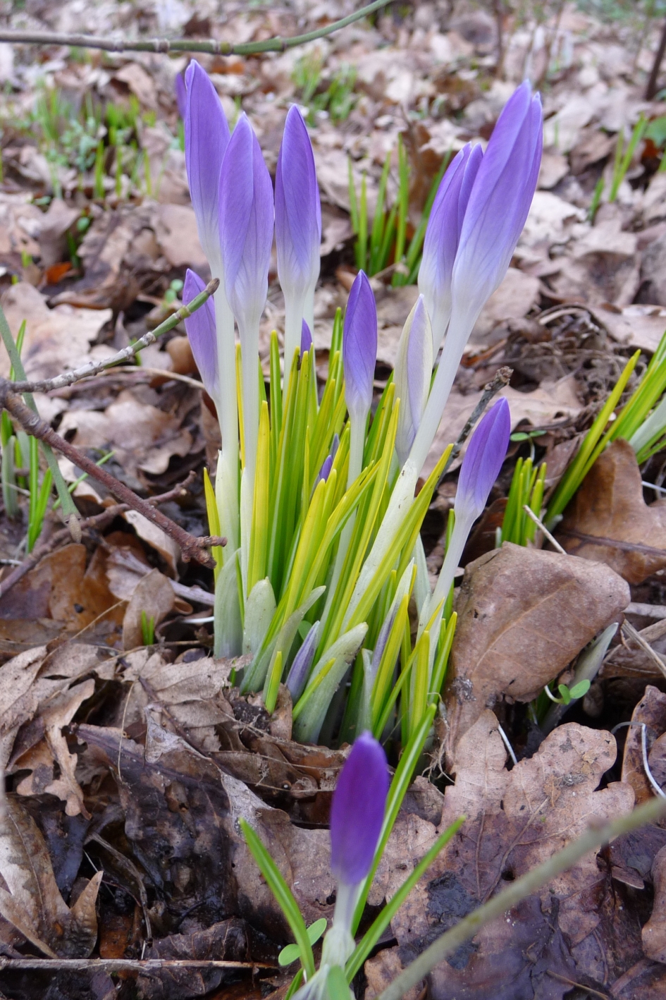 Krokusjes - Planten - 