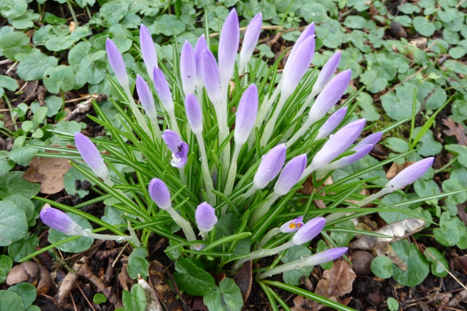 Krokusjes - Planten - 