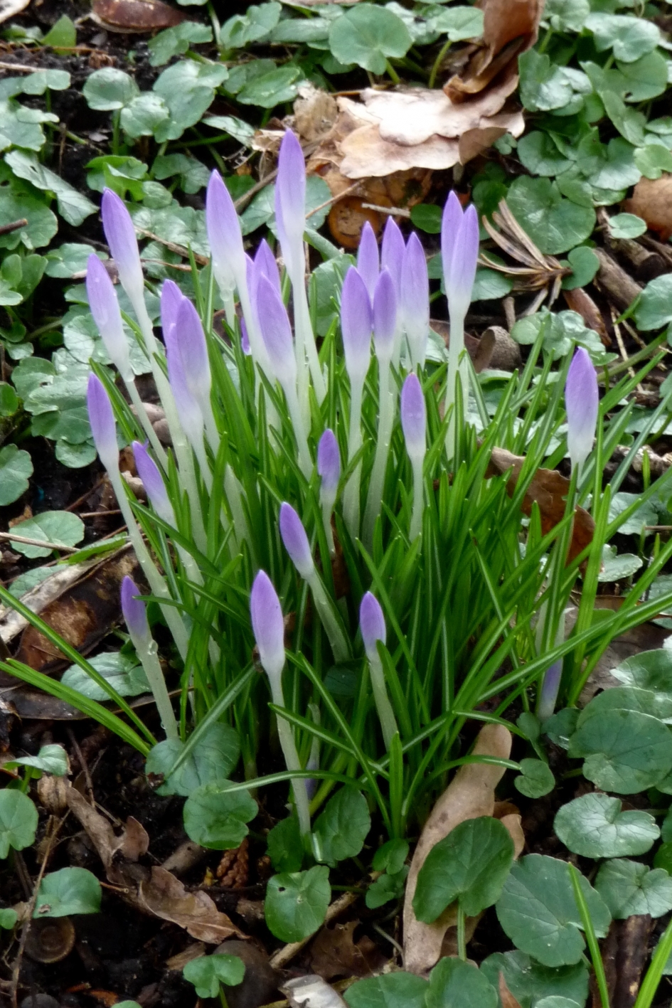 Krokussen - Planten - 