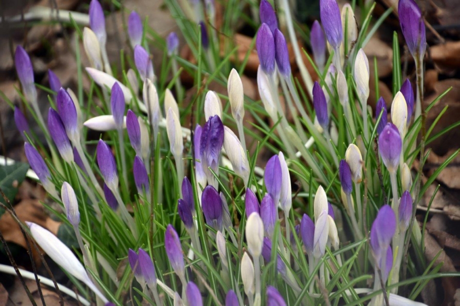 Krokussen - Planten - 