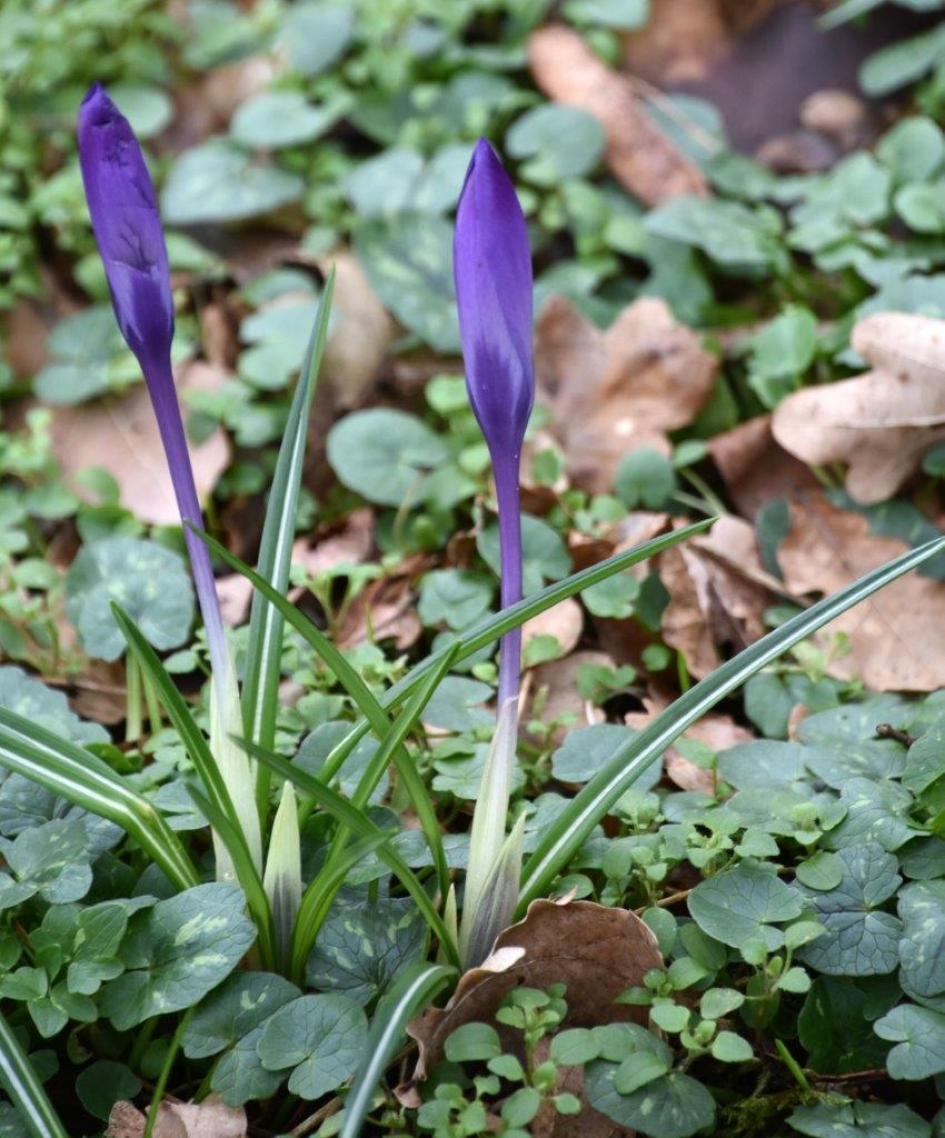 Krokussen - Planten - 