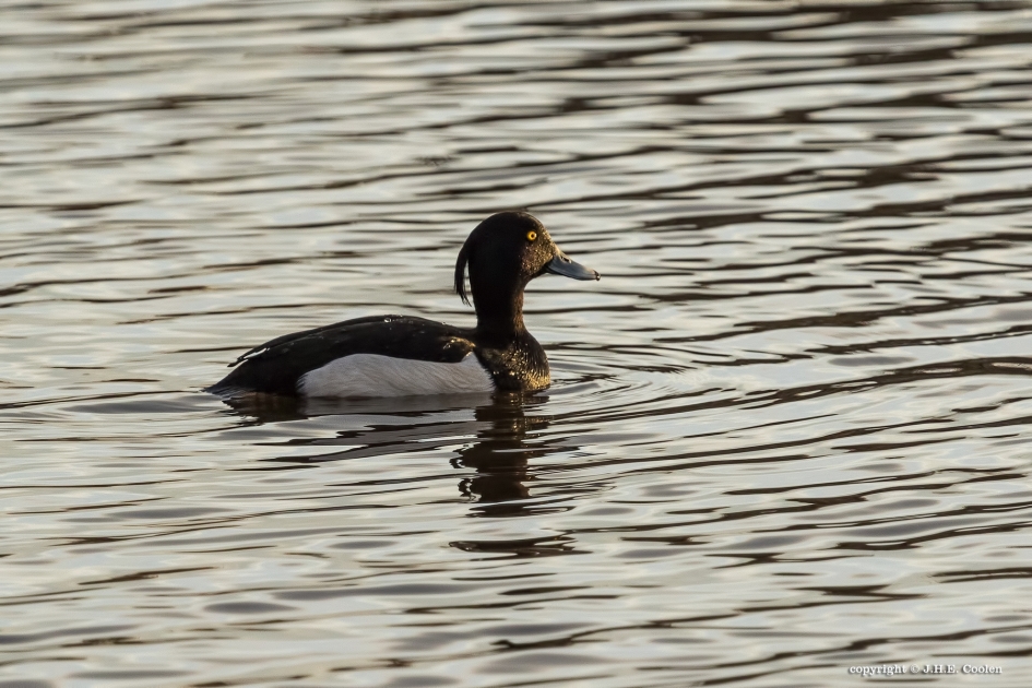 Kuifeend - Vogels - Kuifeend