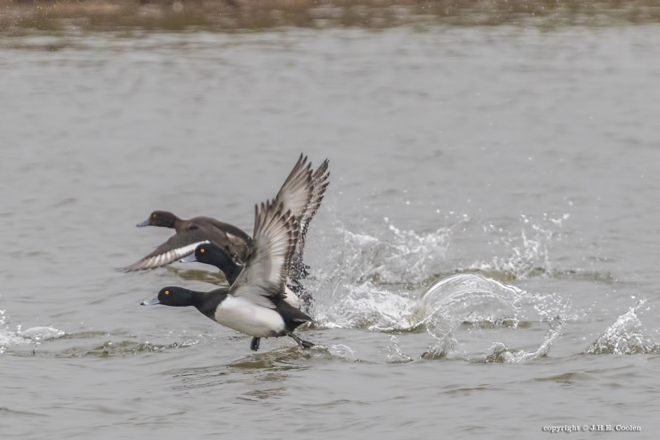 Kuifeend - Vogels - Kuifeend