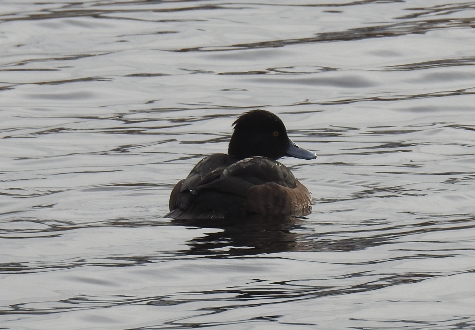 Kuifeend vrouw - Vogels - Kuifeend vrouw