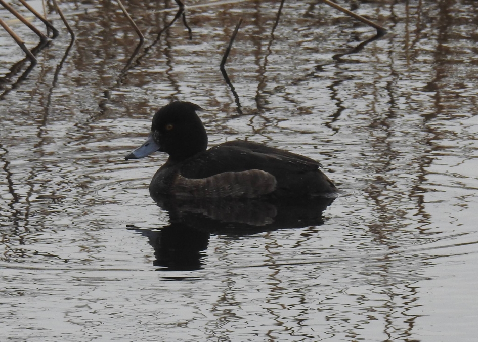 Kuifeend vrouwtje - Vogels - Kuifeend