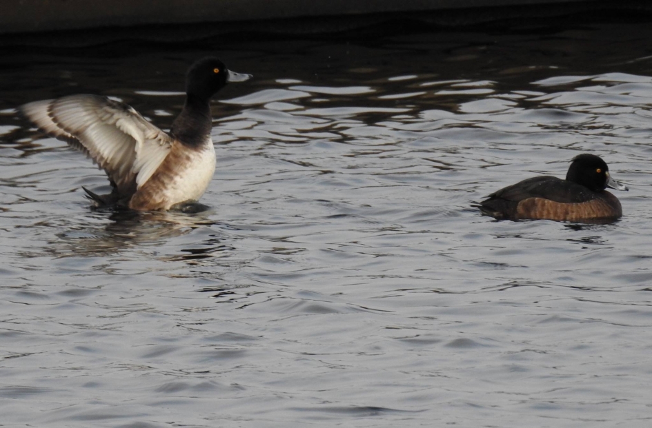 Kuifeend vrouwtje schudt het water uit de veren. - Vogels - Kuifeend