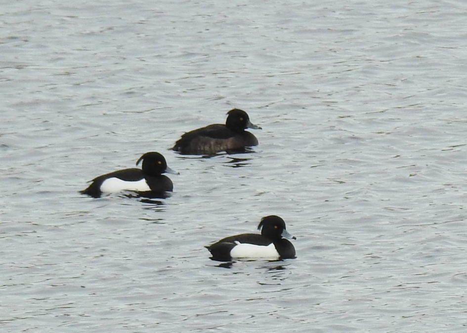 Kuifeenden - Vogels - Kuifeend