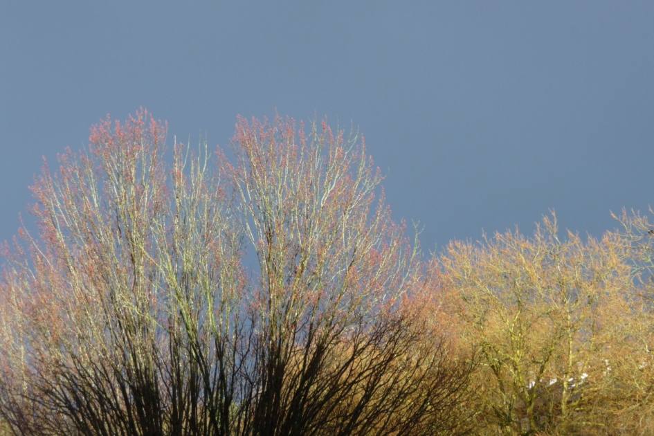 Laatste zon - Planten - 