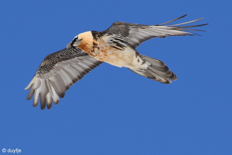Lammergier - Vogels - Lammergier