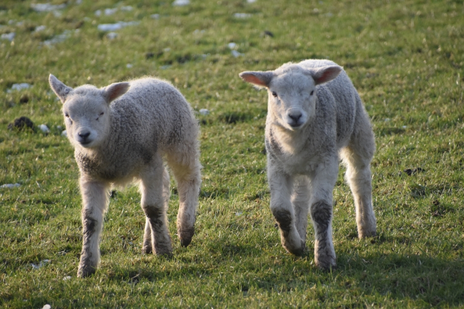 Lammetjes - Zoogdieren - 